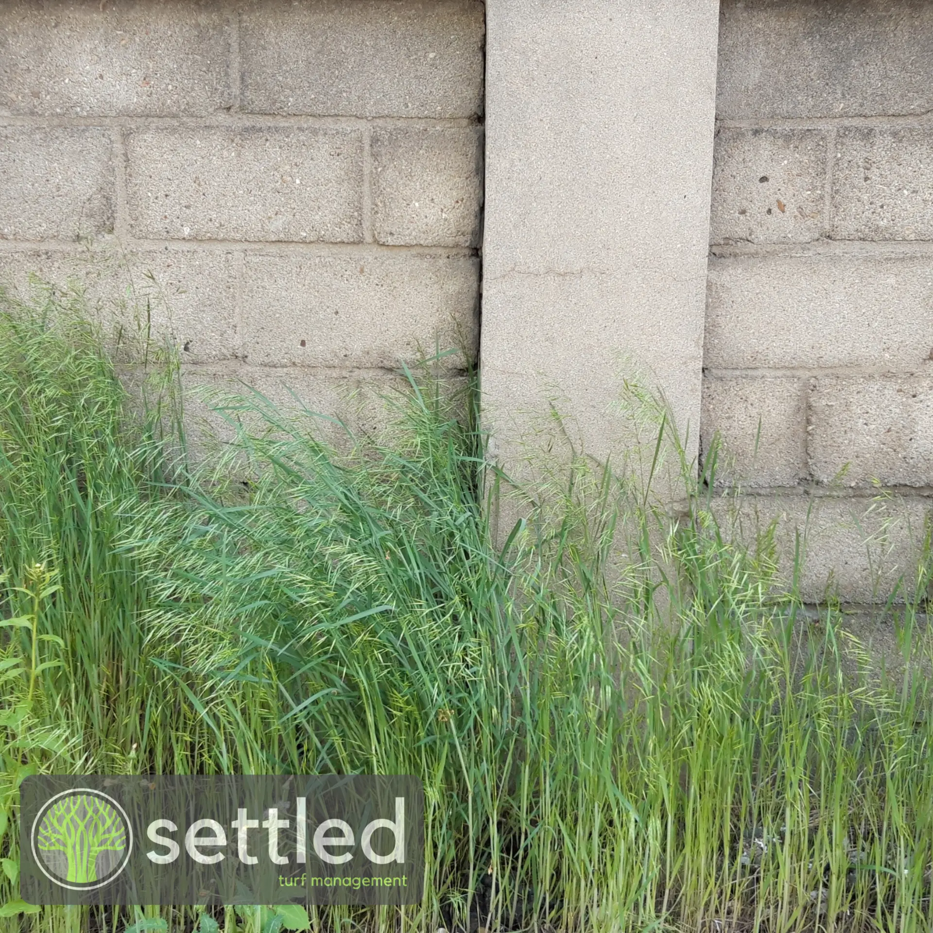 Professional commercial weed management