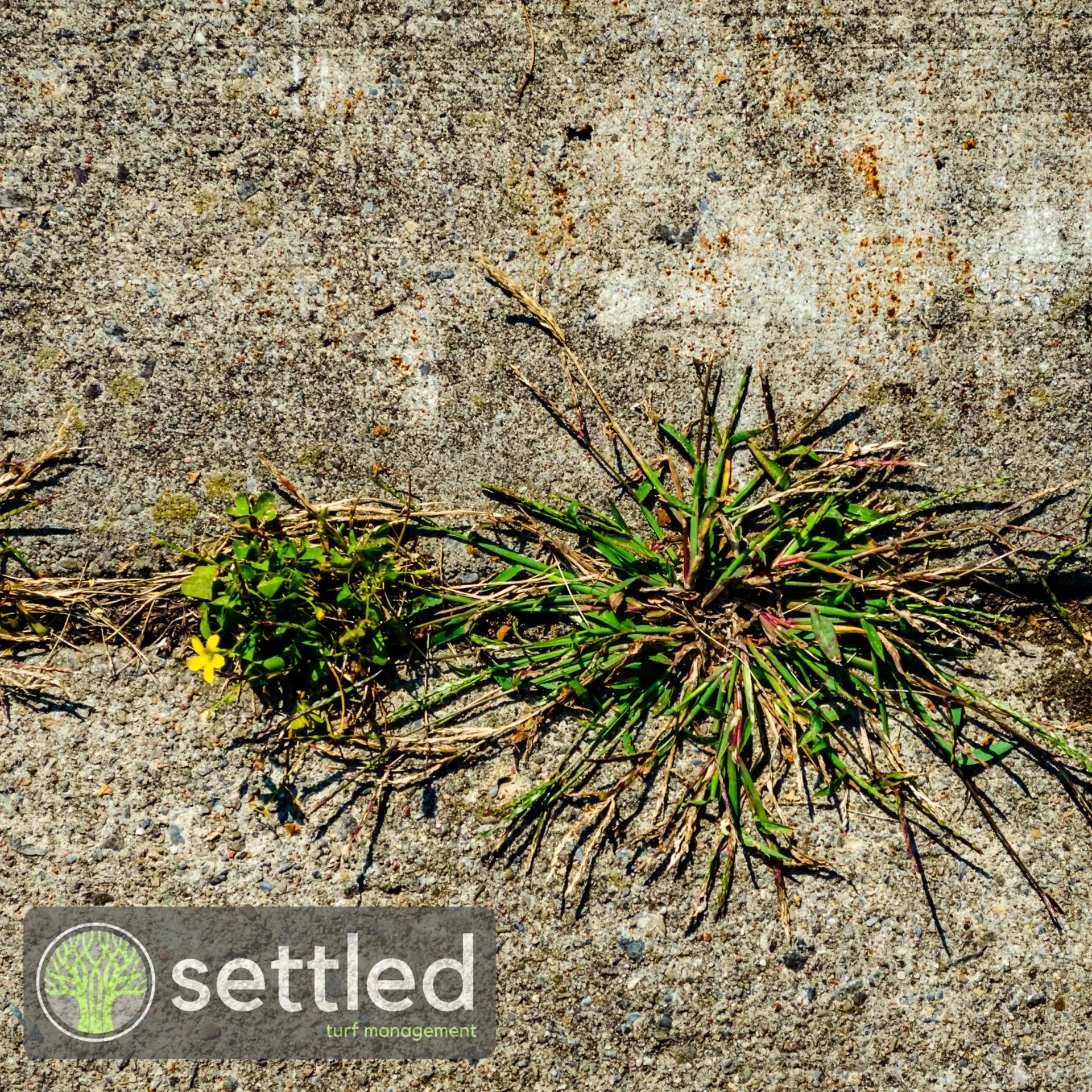 Commercial weed control treatment