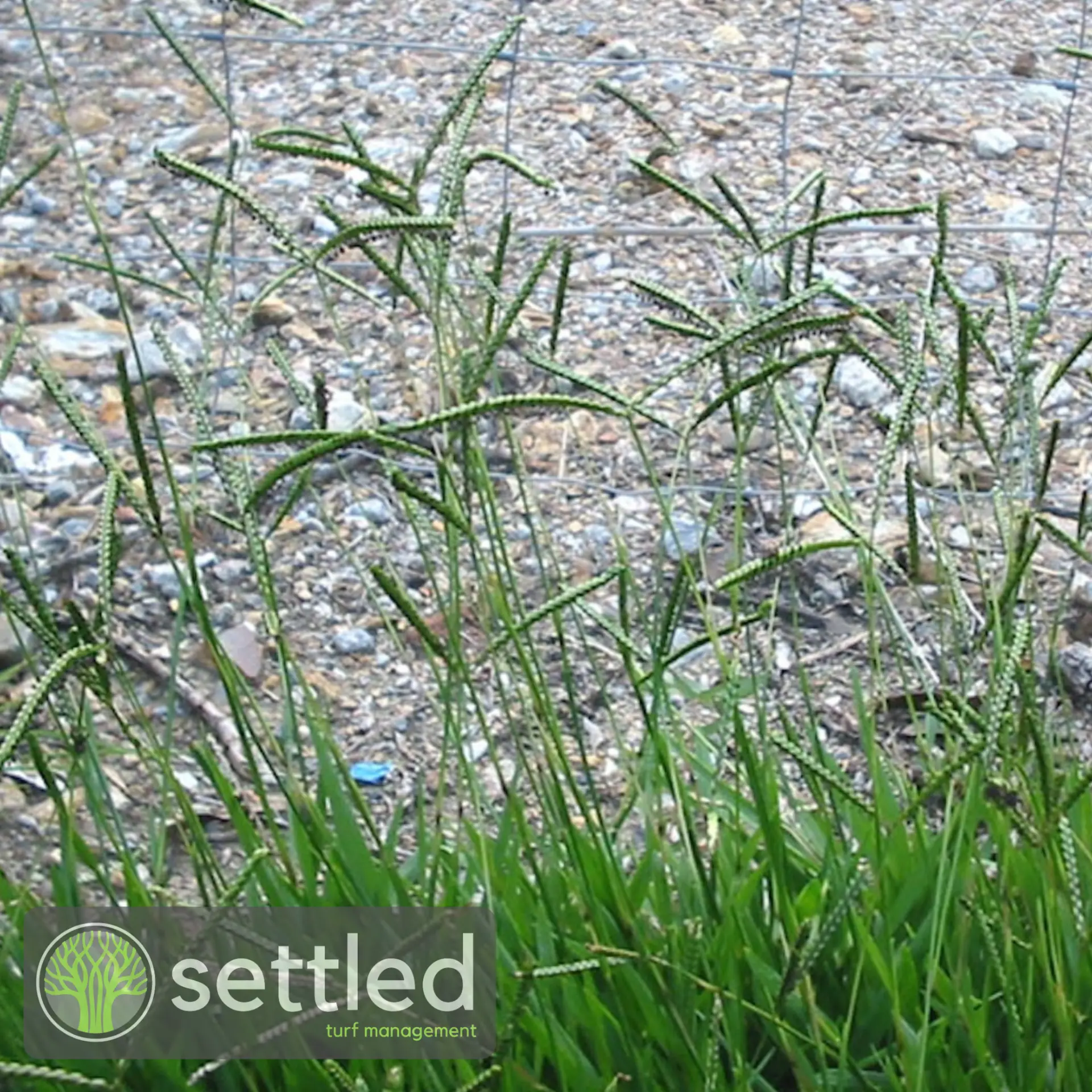Bahia grass