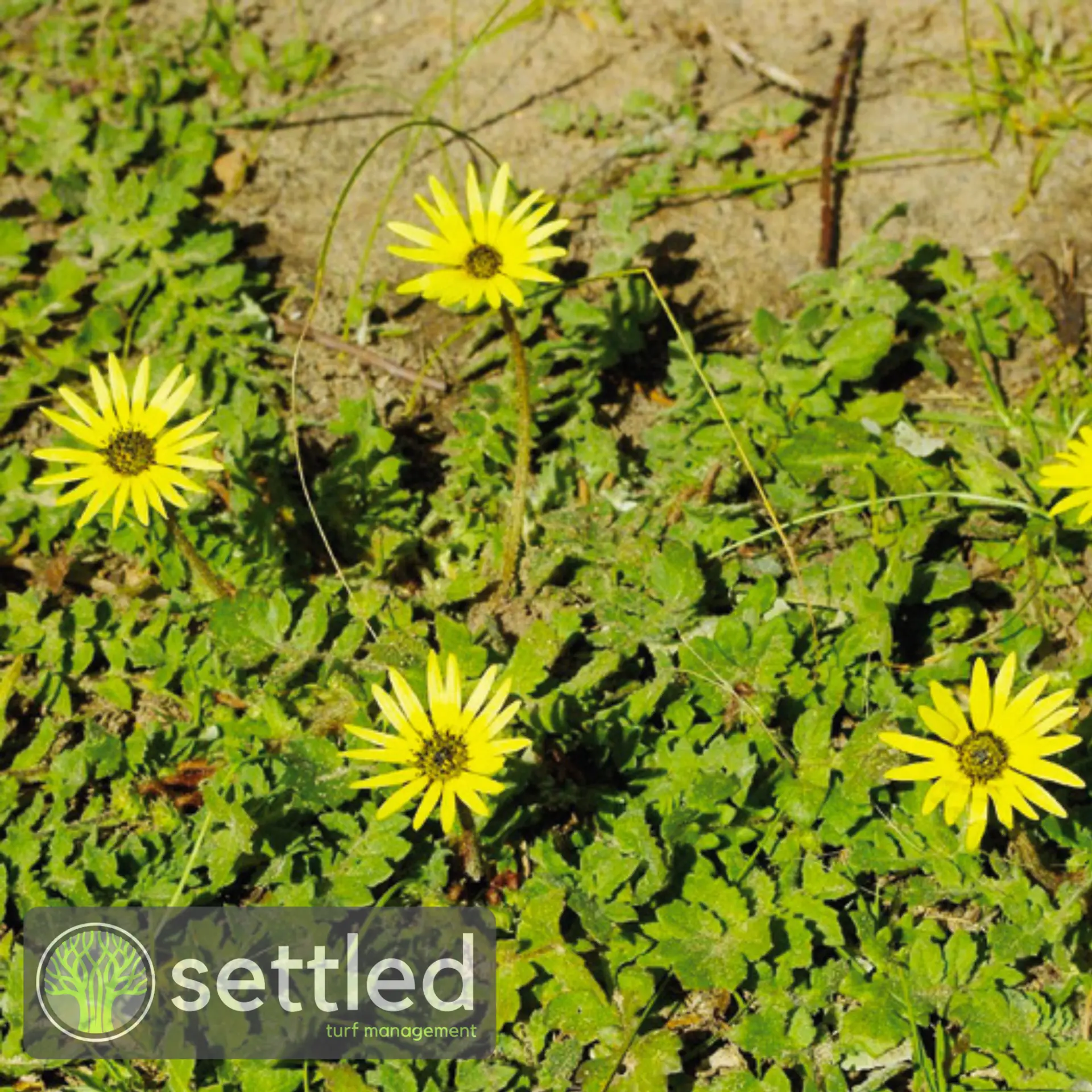 Capeweed