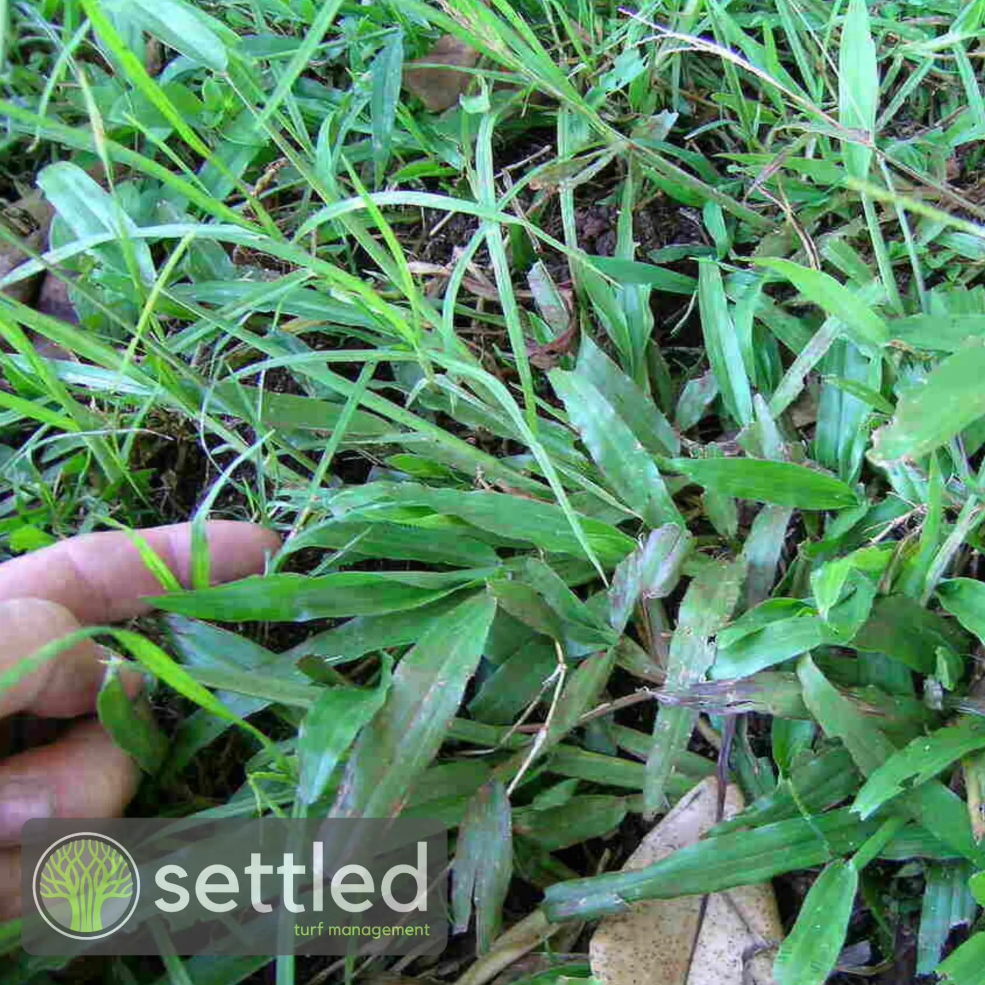 Carpet grass