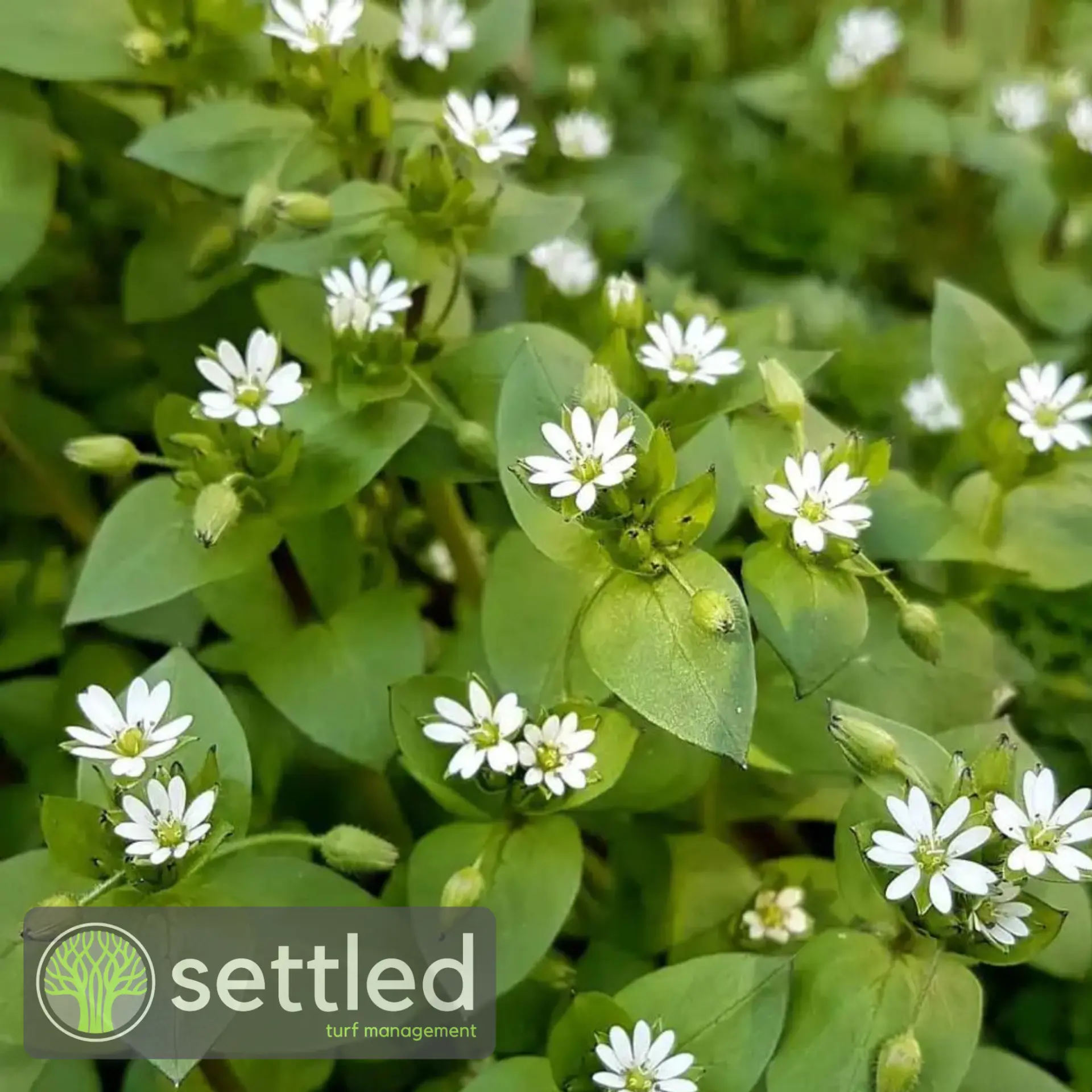 Chickweed