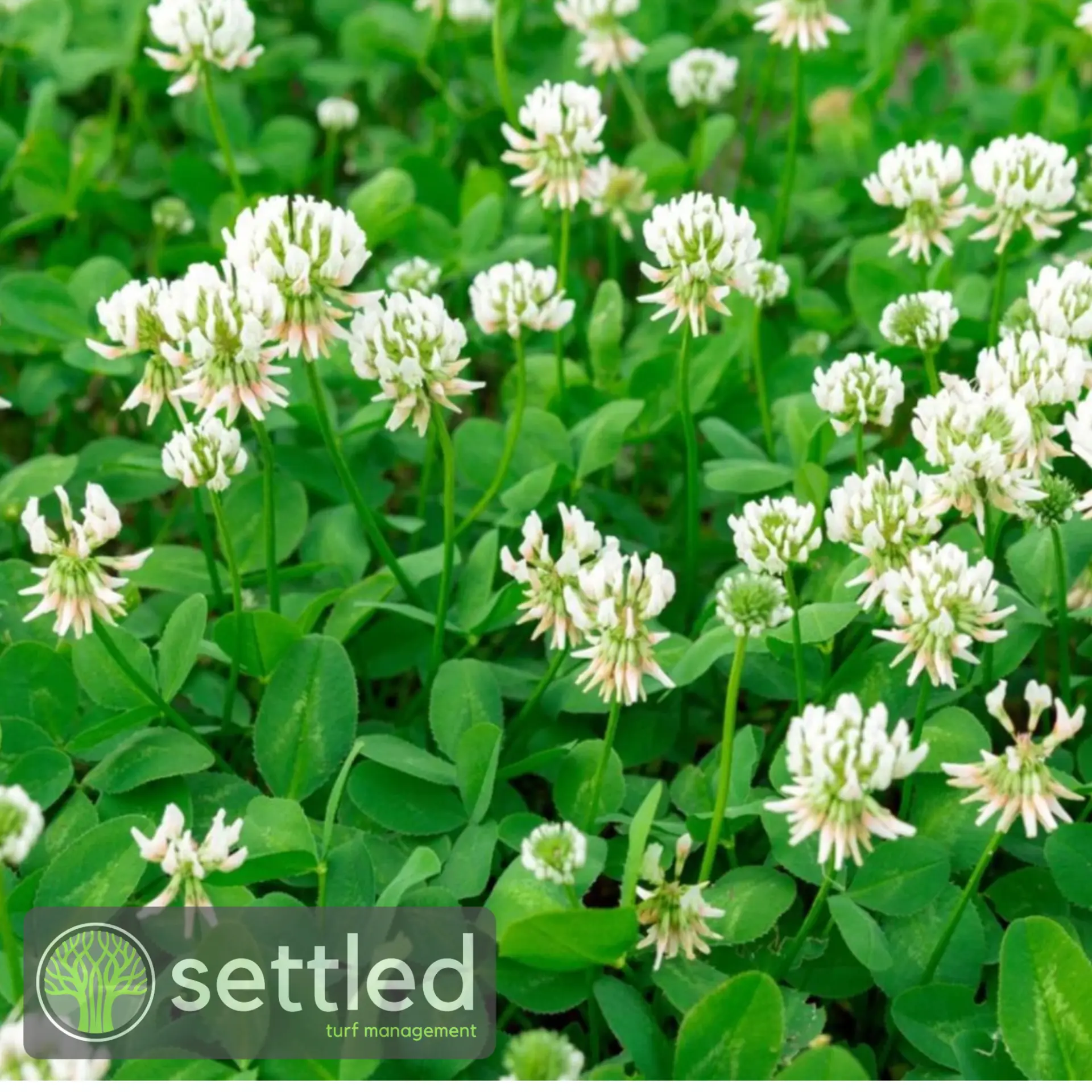 White clover