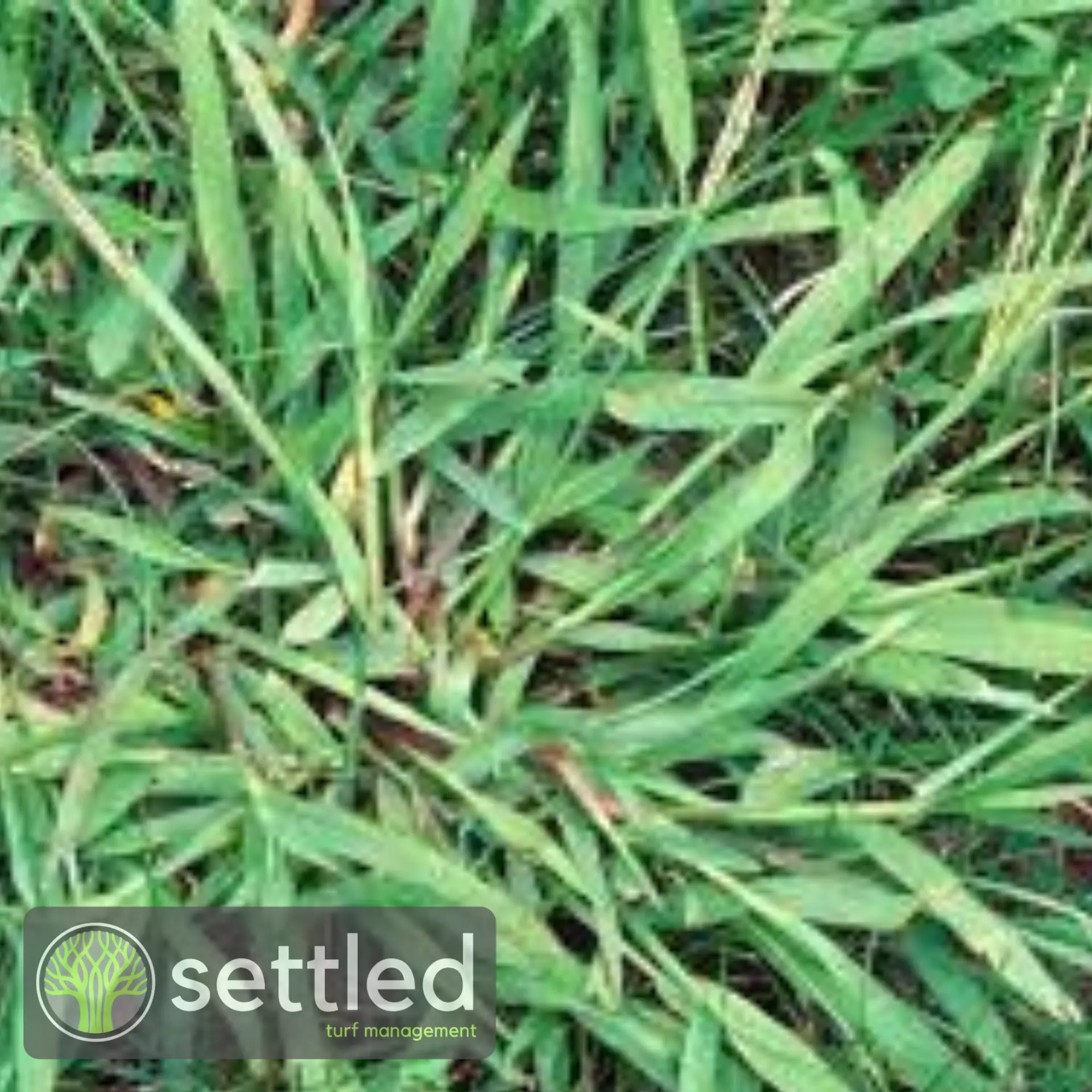 Crowsfoot grass