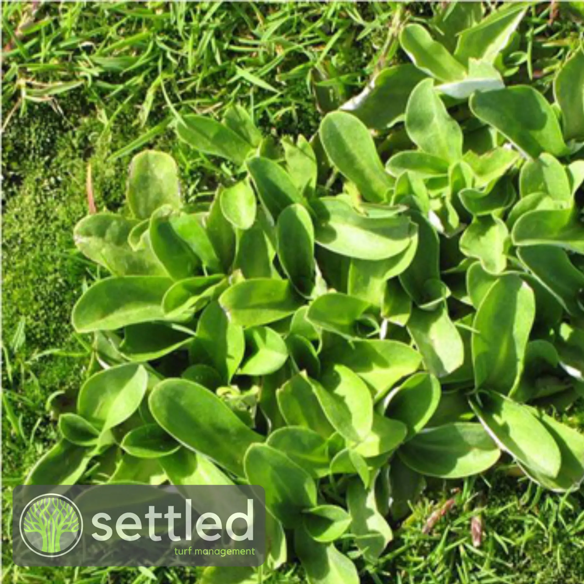 Cudweed