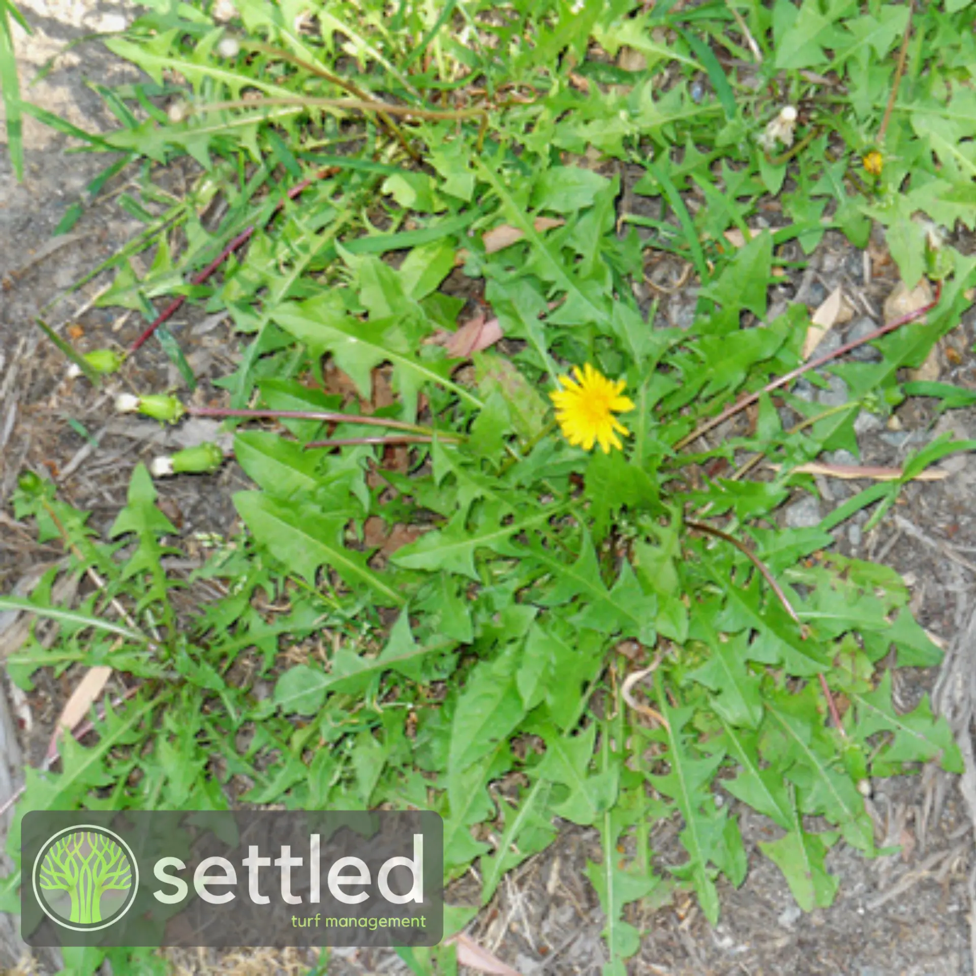 Dandelion