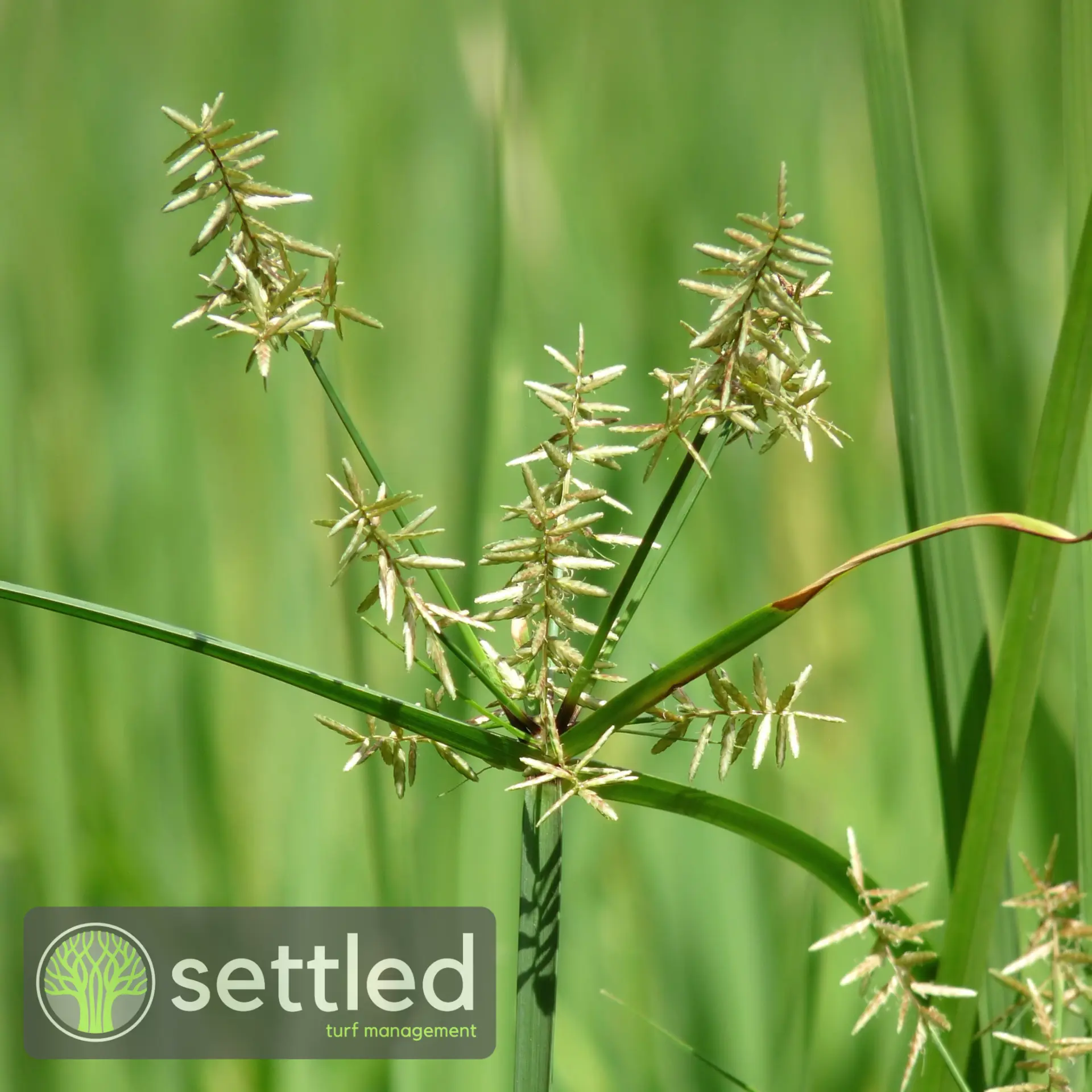 Nutgrass
