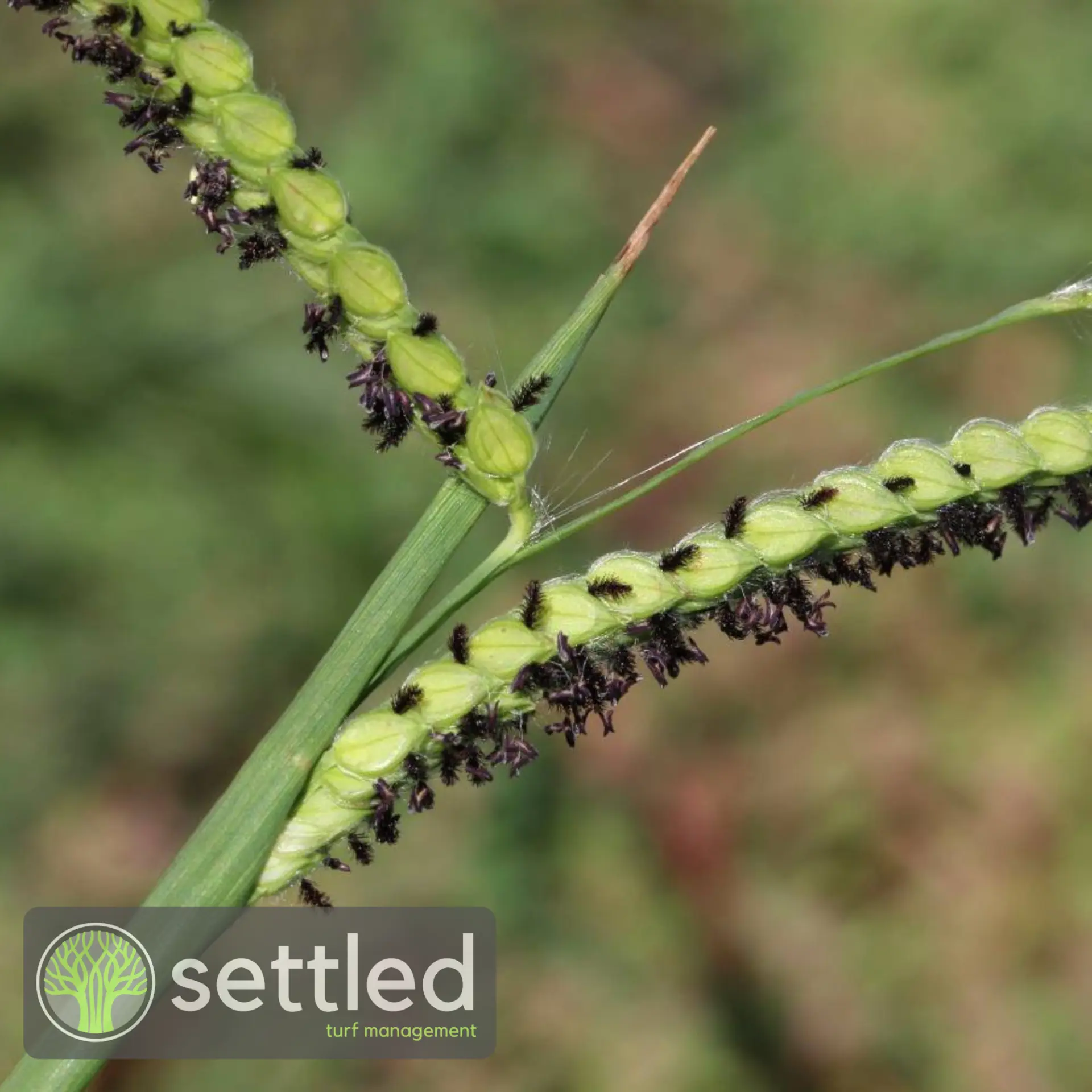 Paspalum