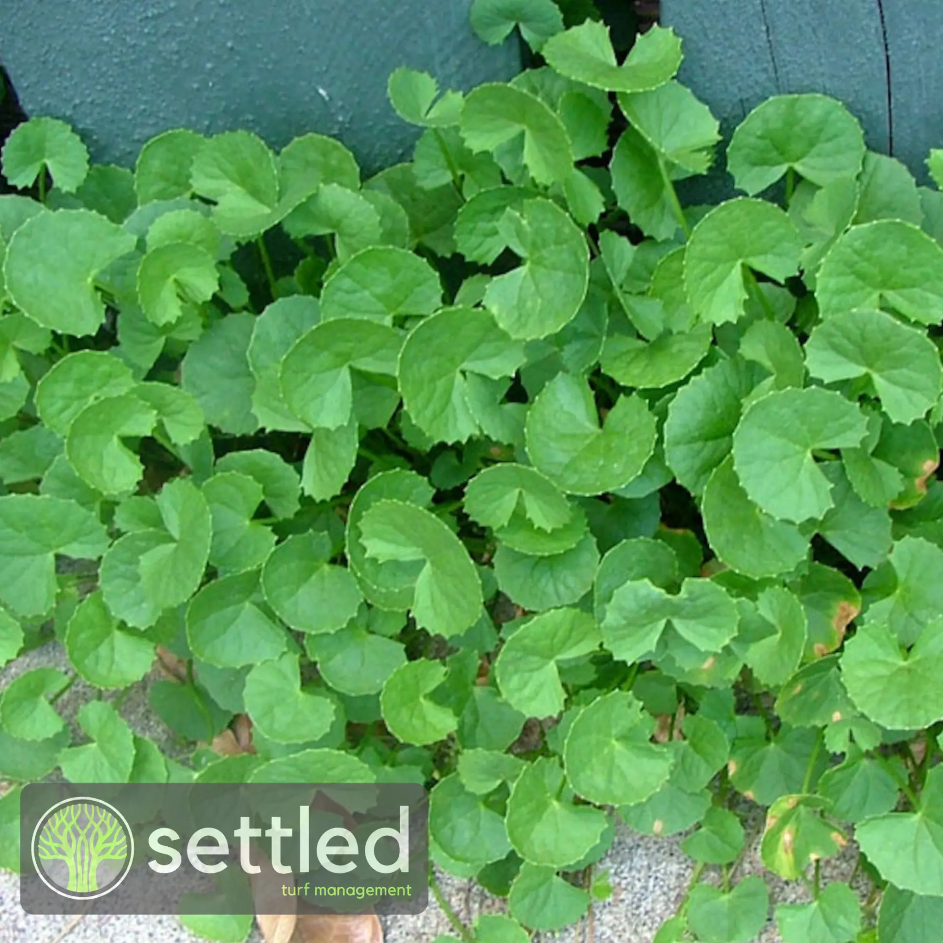 Pennywort