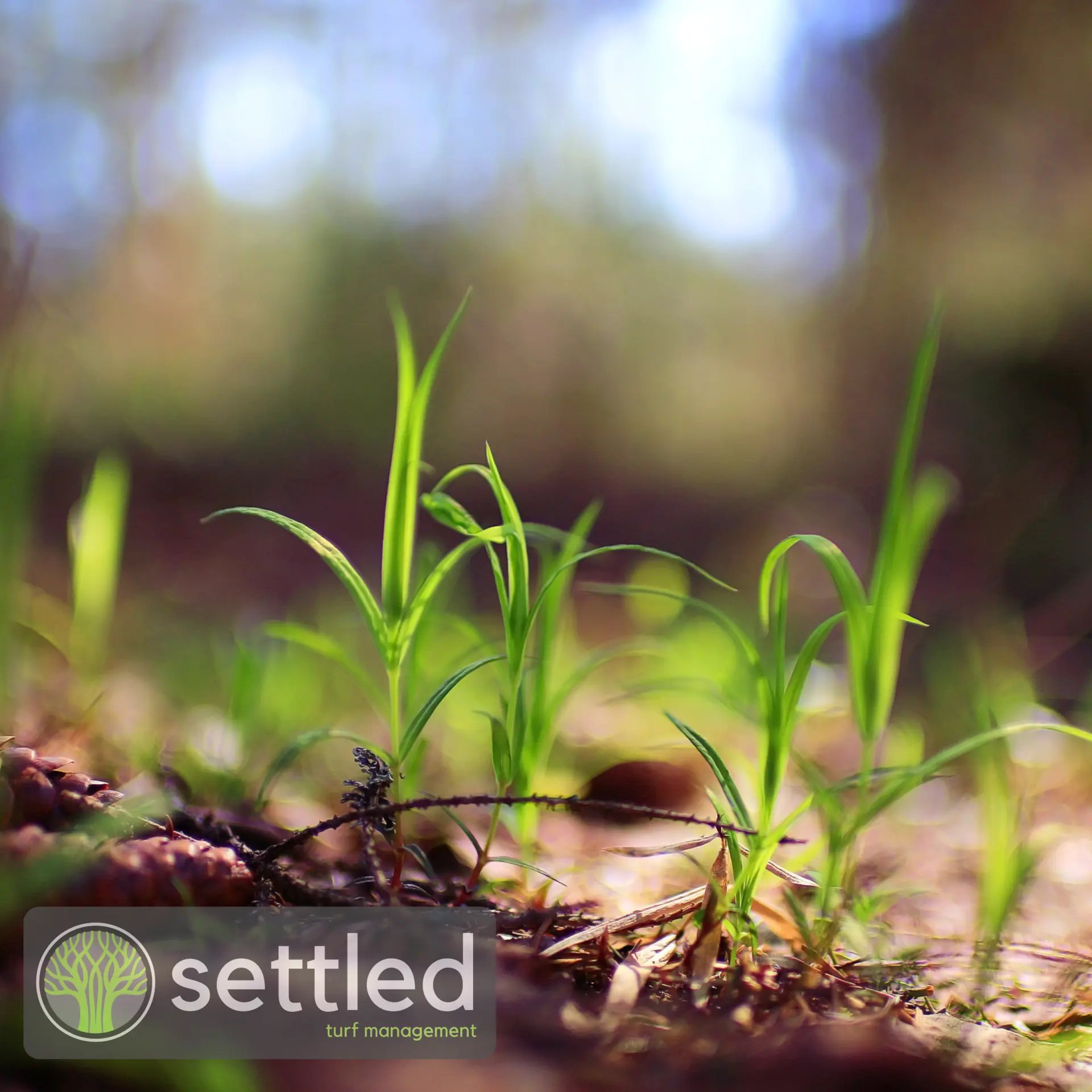 Lawn nutrient application