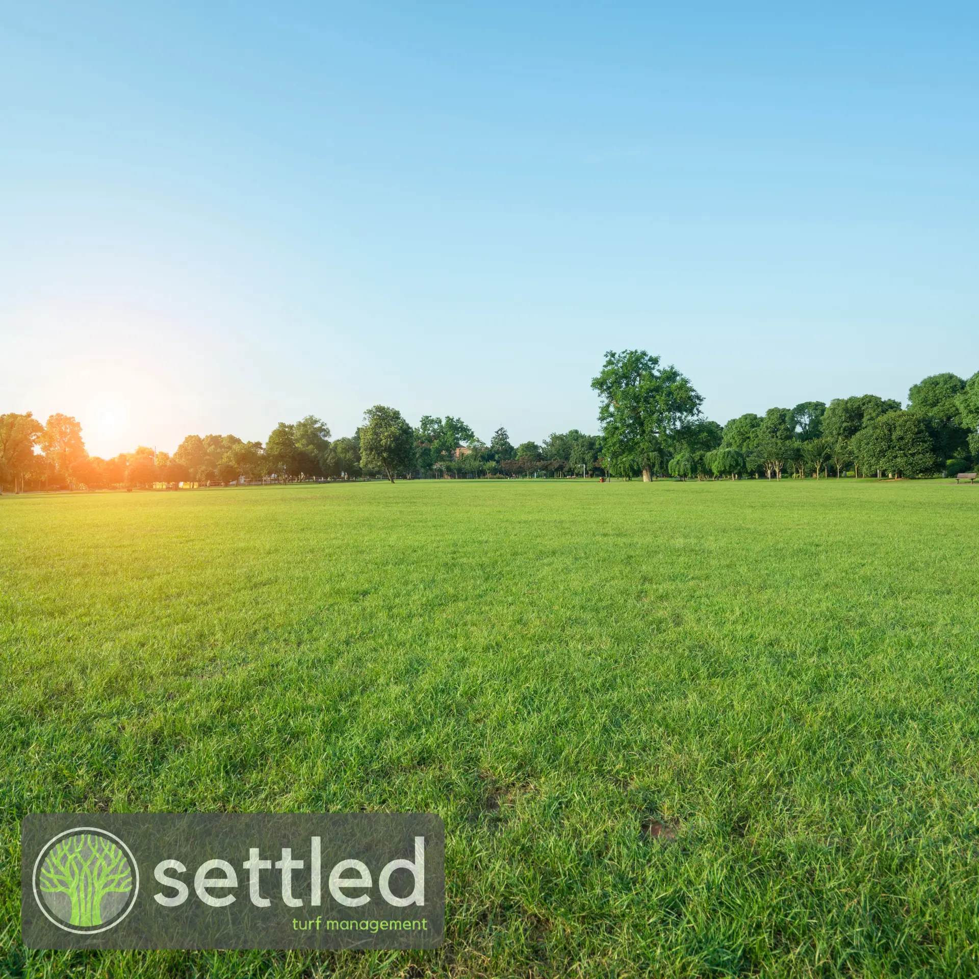 Healthy green turf