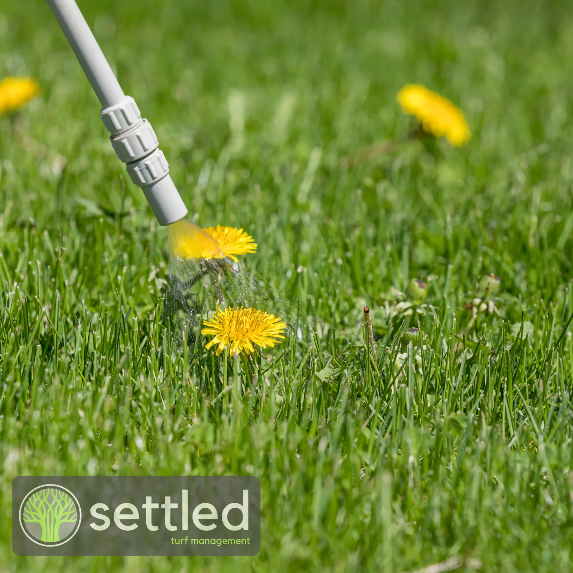 Professional turf treatment