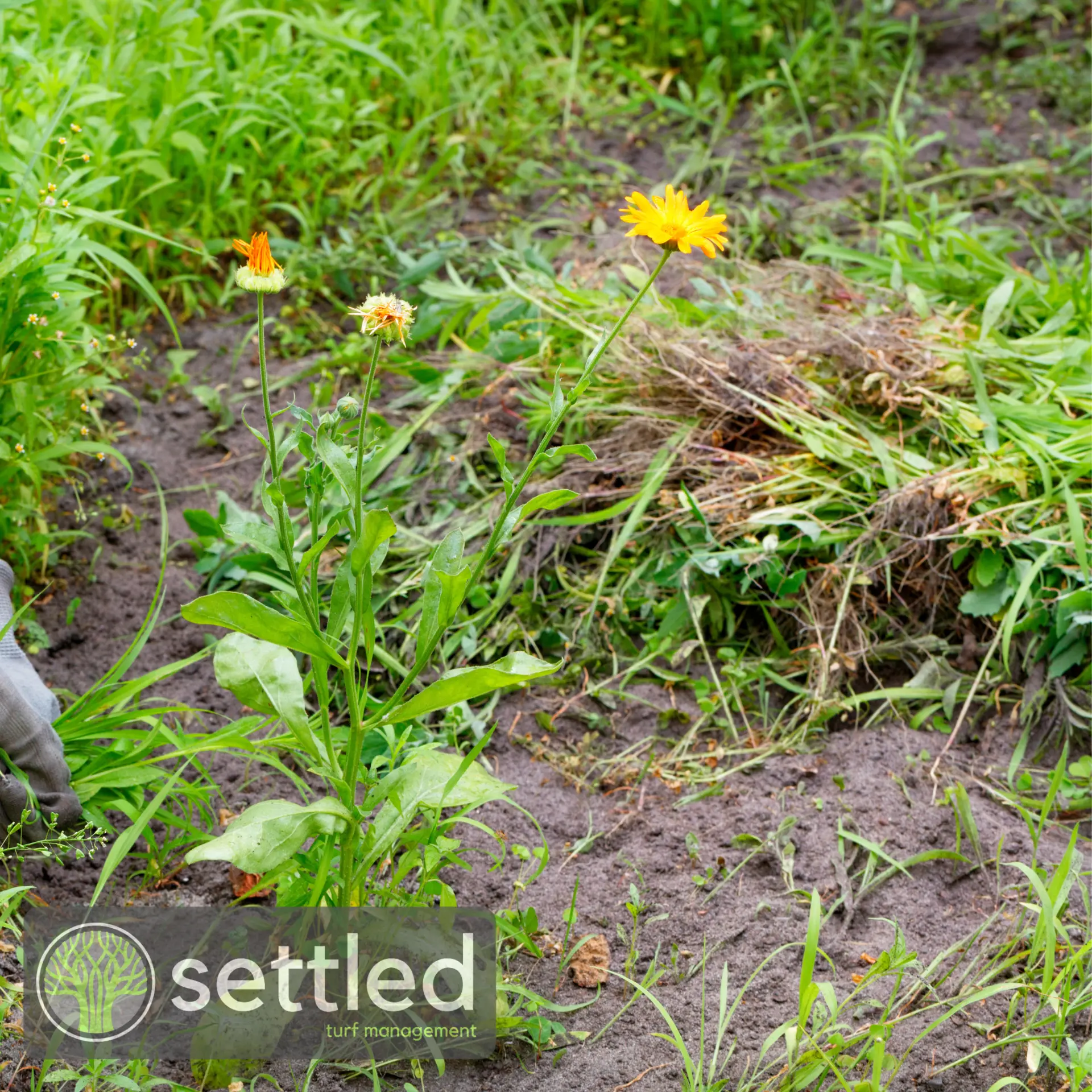 Driveway and garden bed weed control